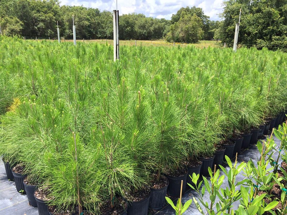 pinus-elliottii-slash-pine