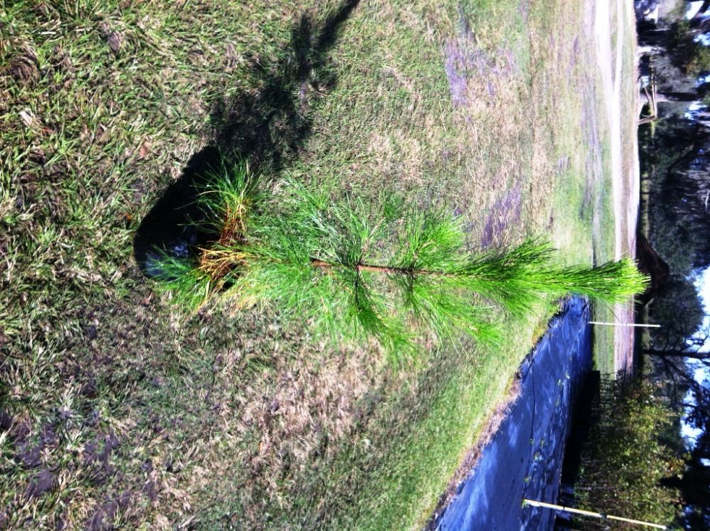 pinus-elliottii-slash-pine