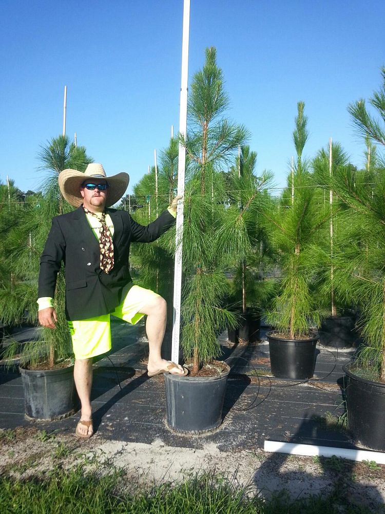 pinus-elliottii-slash-pine