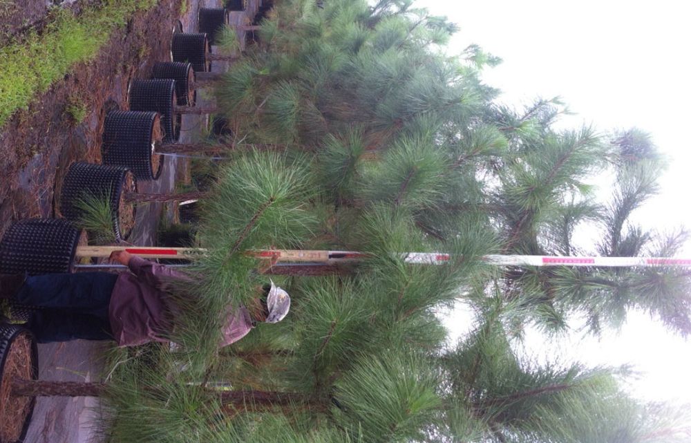 pinus-elliottii-slash-pine
