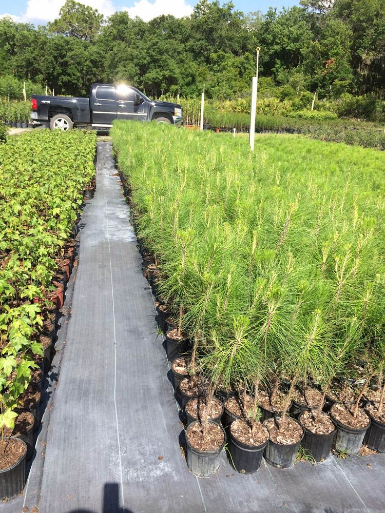 pinus-elliottii-slash-pine