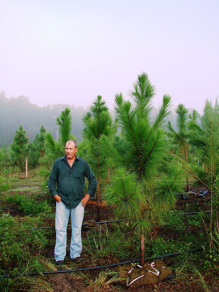 pinus-elliottii-slash-pine