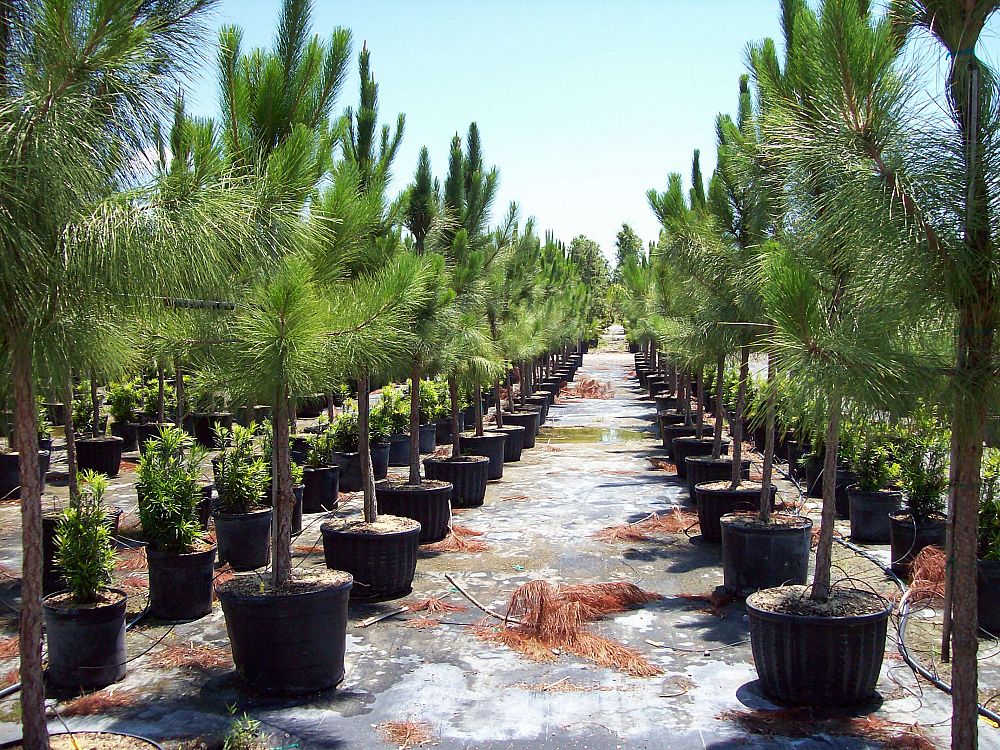 pinus-elliottii-slash-pine