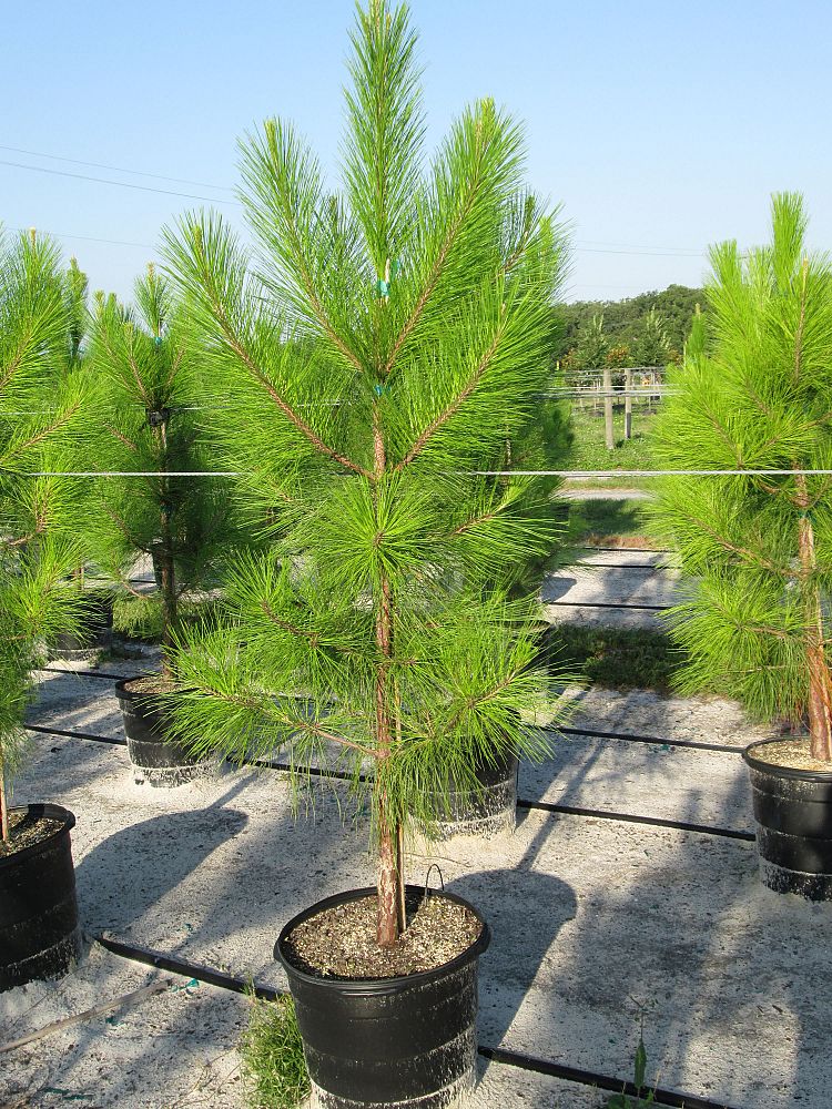 pinus-elliottii-slash-pine