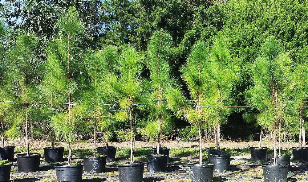 pinus-elliottii-slash-pine