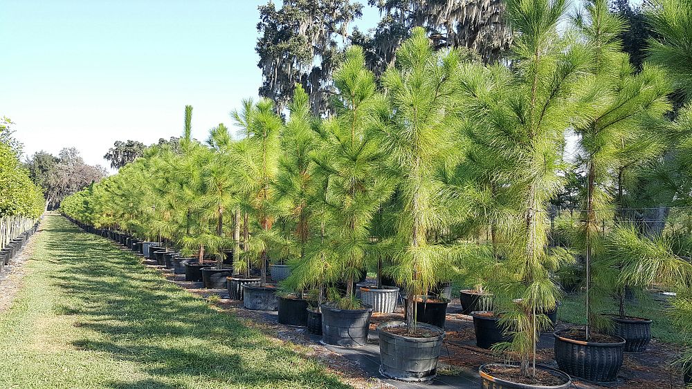 pinus-elliottii-slash-pine
