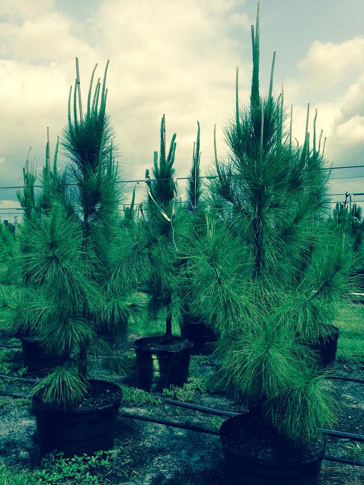 pinus-elliottii-slash-pine
