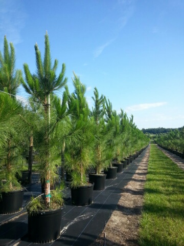 pinus-elliottii-slash-pine