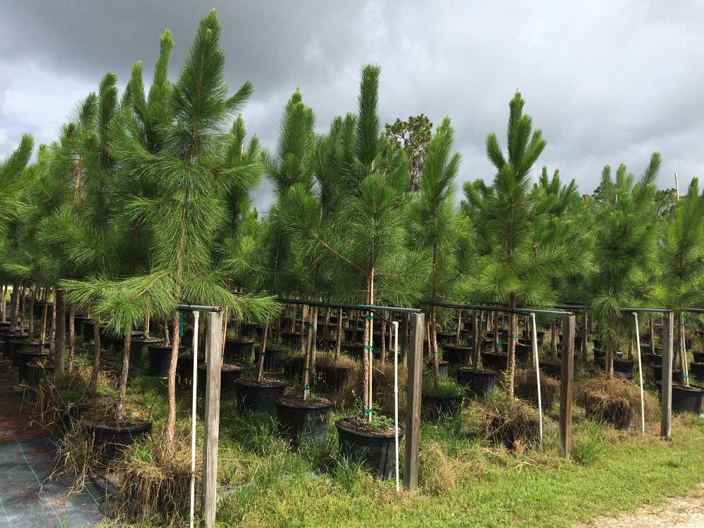 pinus-elliottii-slash-pine
