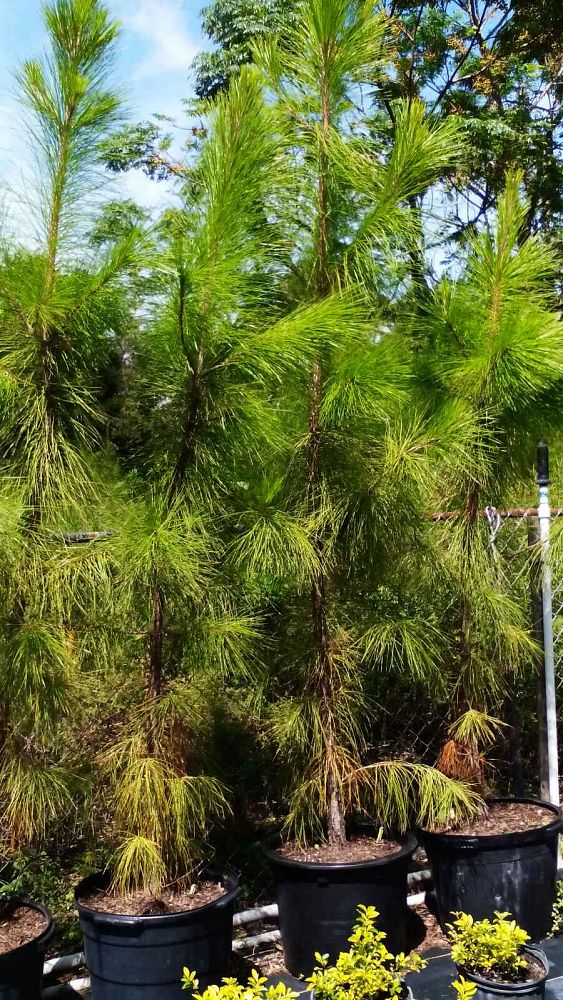 pinus-elliottii-slash-pine