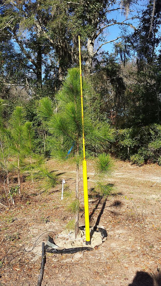 pinus-elliottii-slash-pine