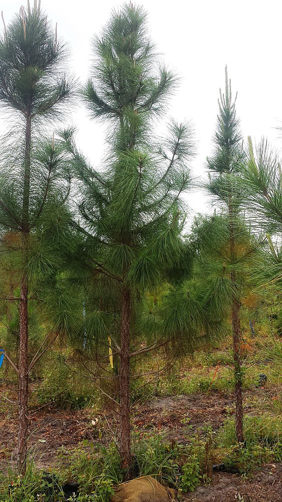 pinus-elliottii-slash-pine