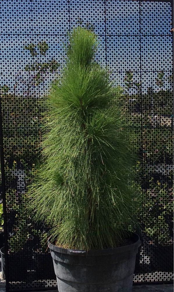 pinus-elliottii-slash-pine