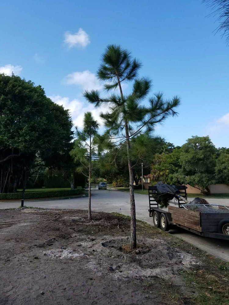 pinus-elliottii-slash-pine