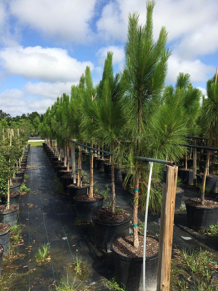 pinus-elliottii-slash-pine