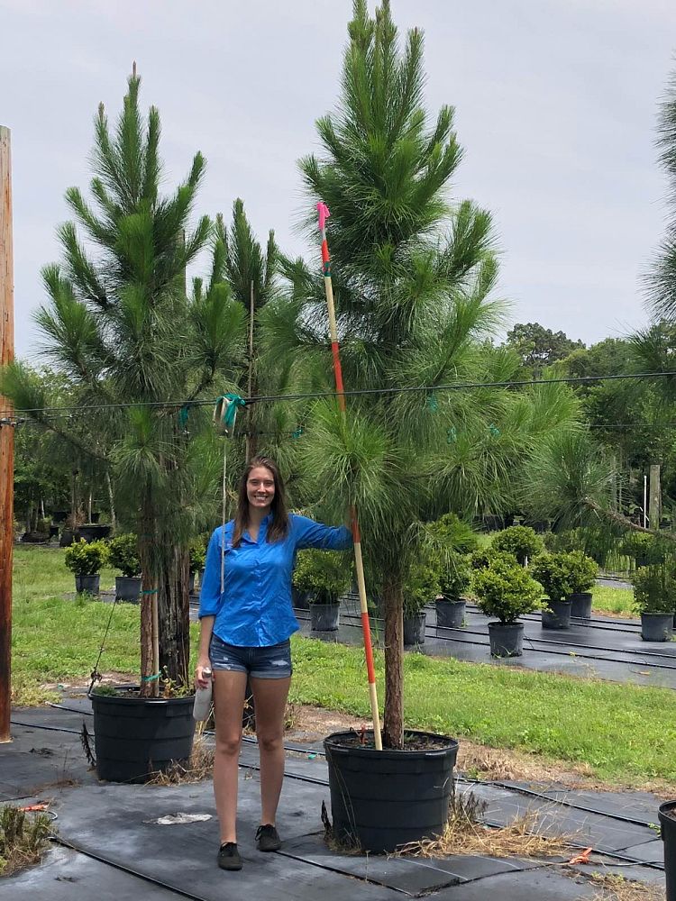pinus-elliottii-slash-pine