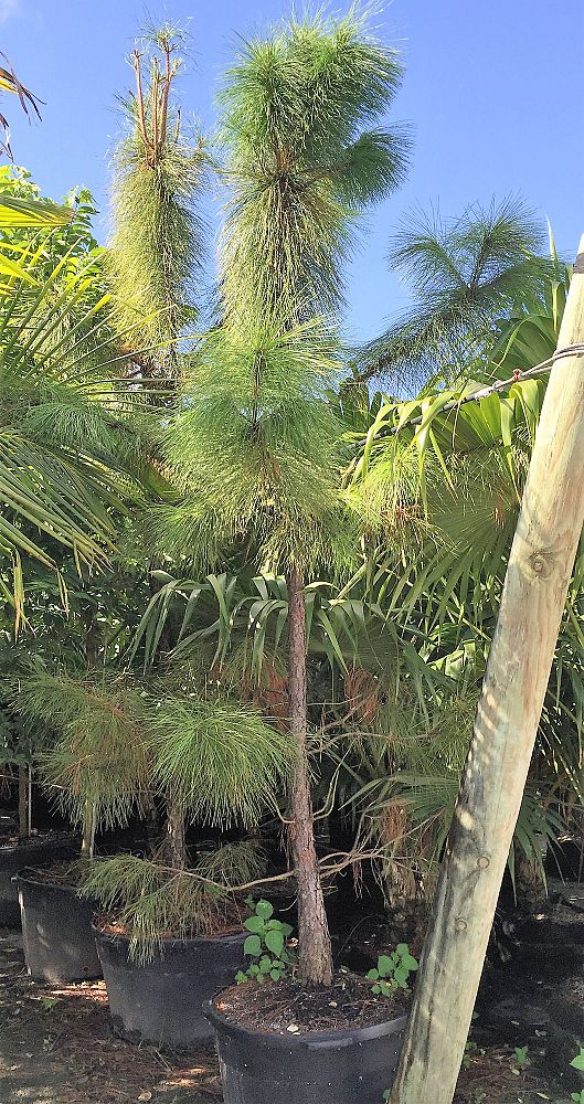 pinus-elliottii-slash-pine