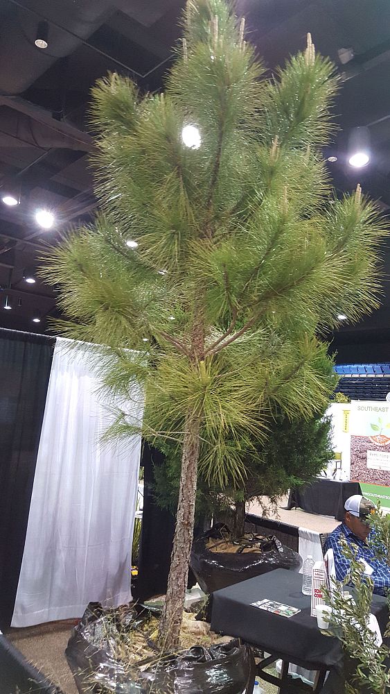 pinus-elliottii-slash-pine