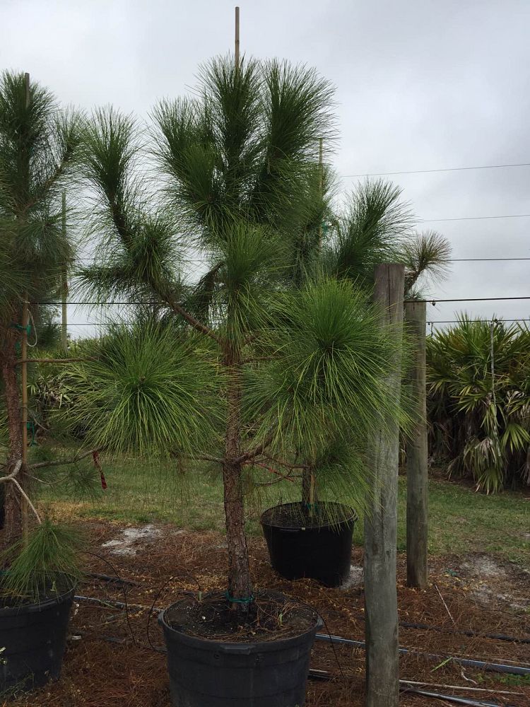 pinus-elliottii-slash-pine