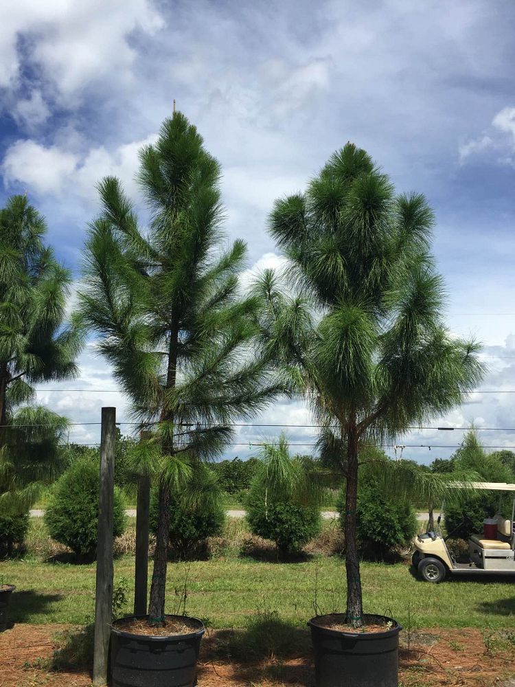 pinus-elliottii-slash-pine