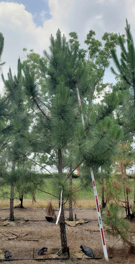 pinus-elliottii-slash-pine