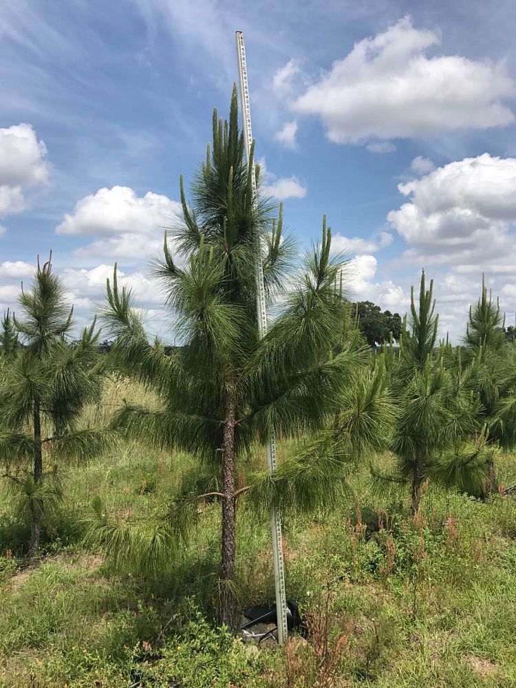 pinus-elliottii-slash-pine