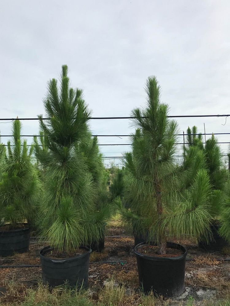 pinus-elliottii-slash-pine