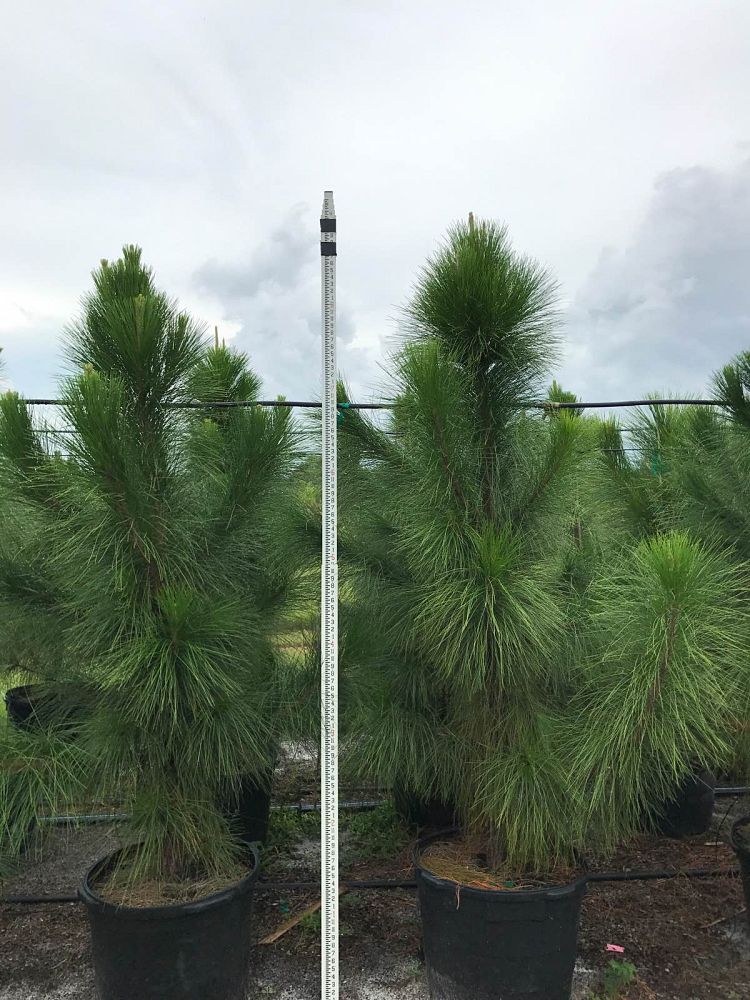 pinus-elliottii-slash-pine