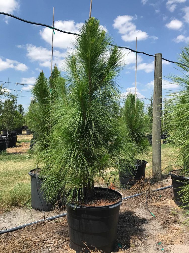 pinus-elliottii-slash-pine