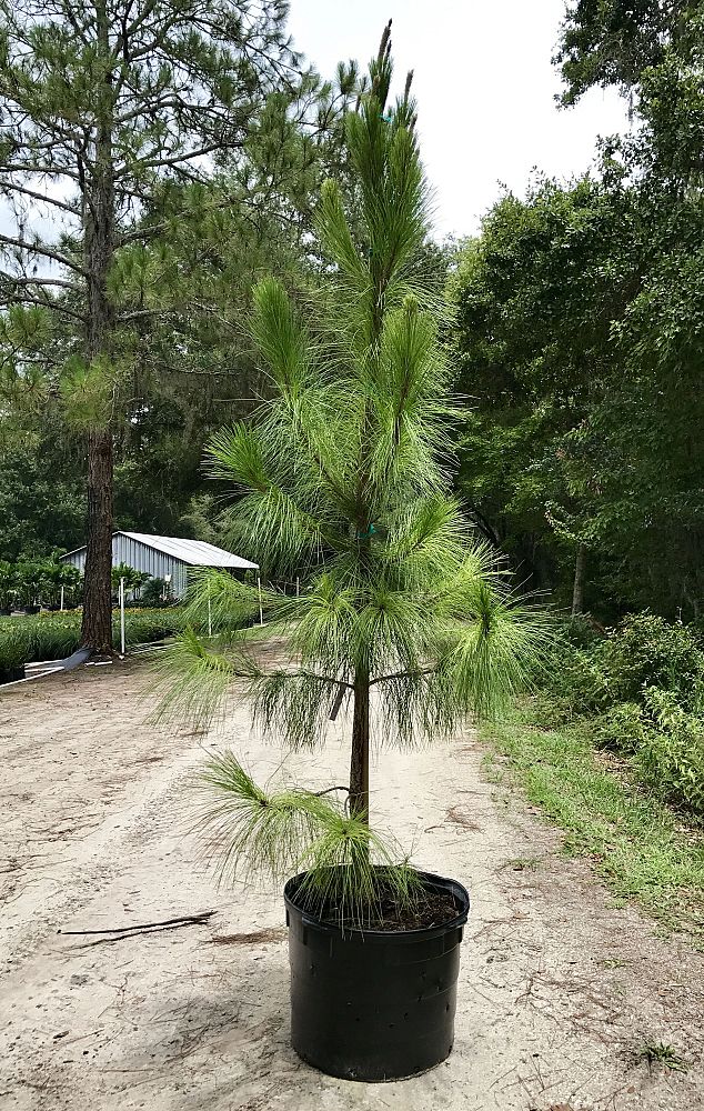 pinus-elliottii-slash-pine