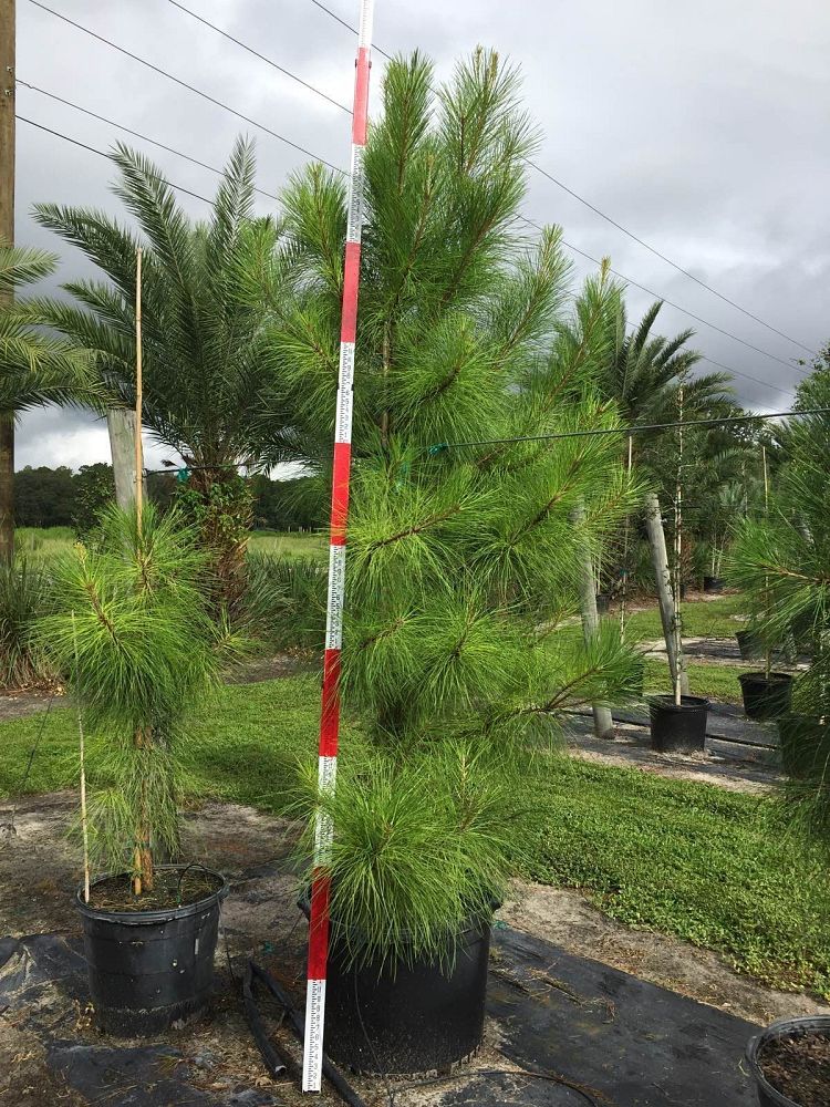pinus-elliottii-slash-pine