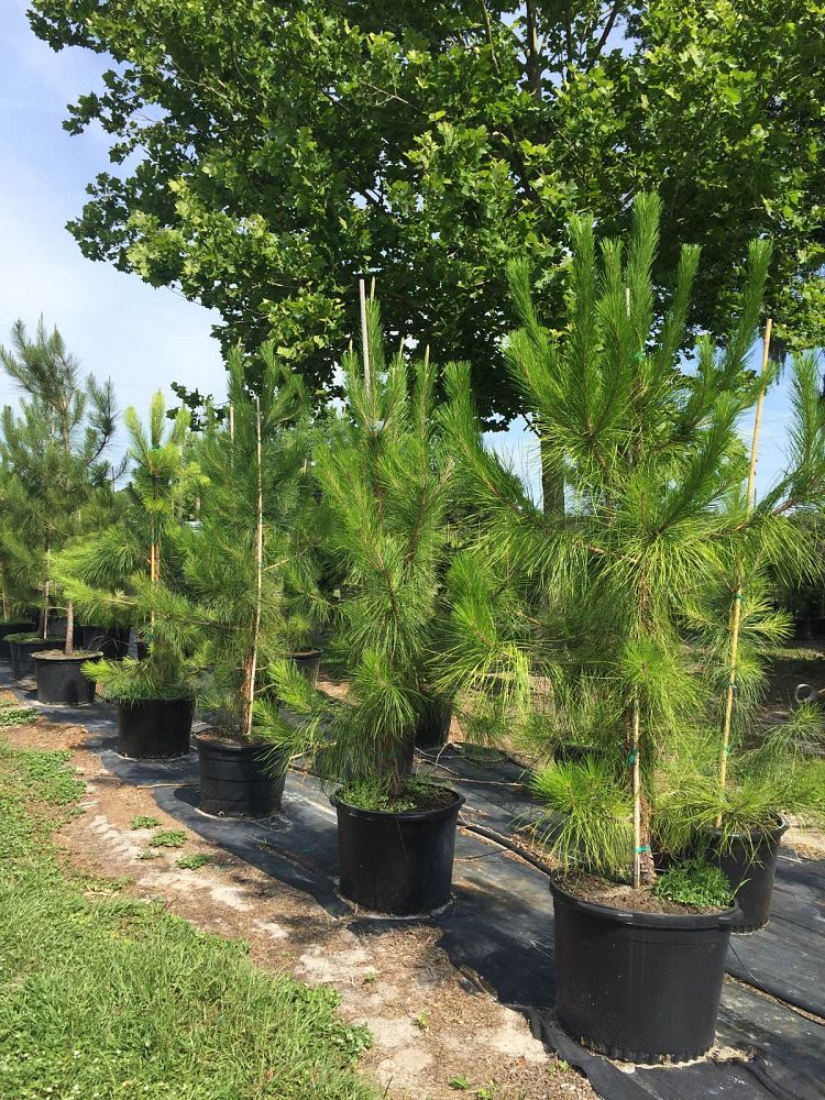 pinus-elliottii-slash-pine