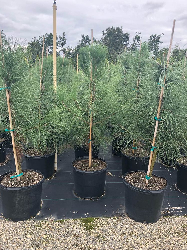 pinus-elliottii-slash-pine