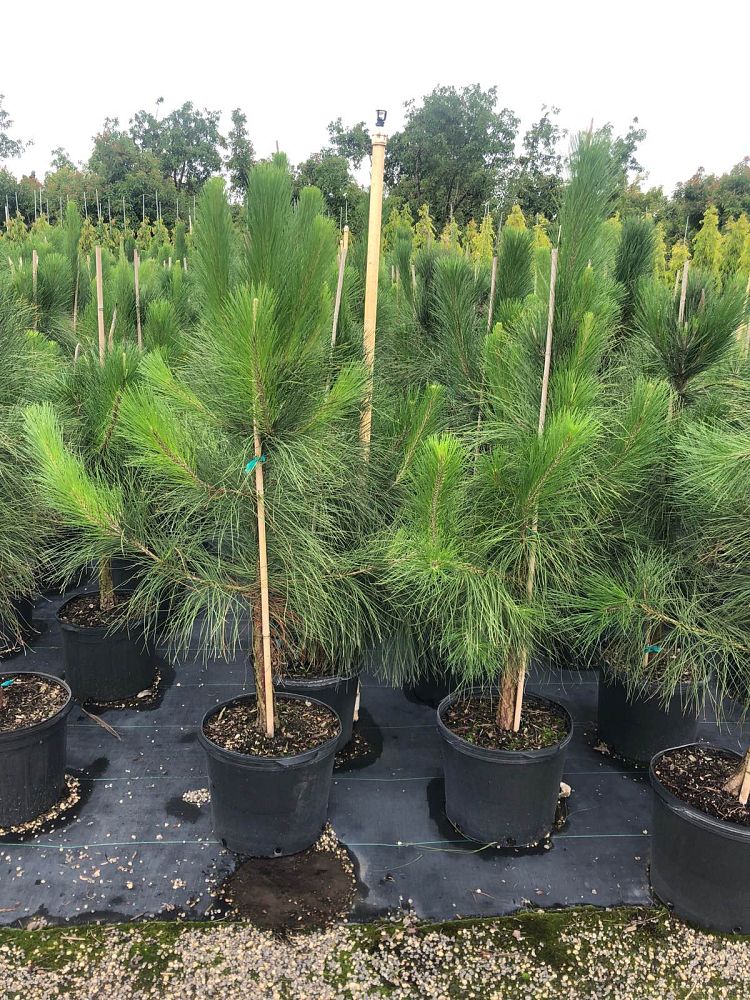 pinus-elliottii-slash-pine