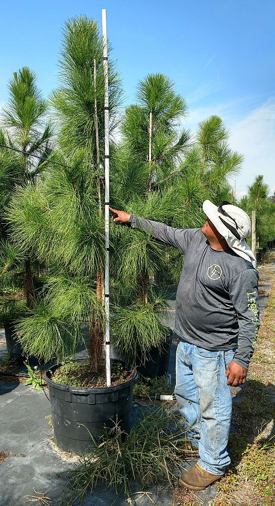 pinus-elliottii-slash-pine