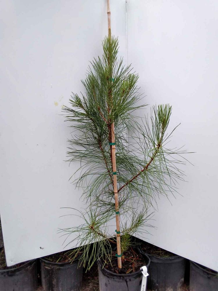 pinus-elliottii-slash-pine