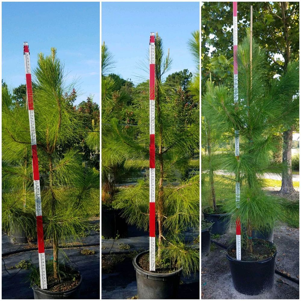 pinus-elliottii-slash-pine