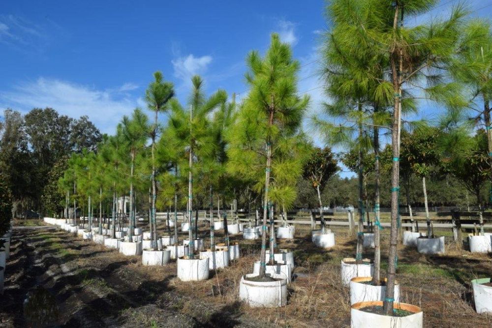 pinus-elliottii-slash-pine