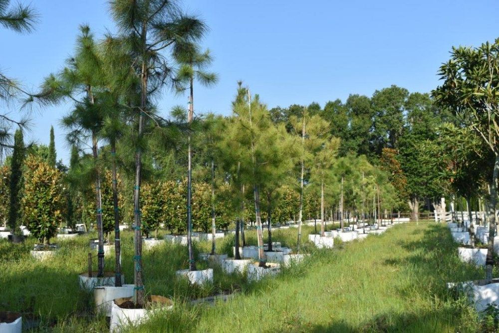 pinus-elliottii-slash-pine