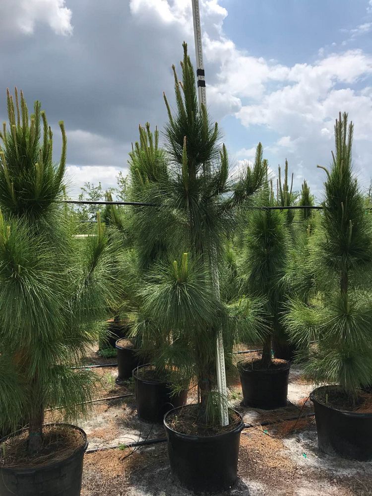 pinus-elliottii-slash-pine