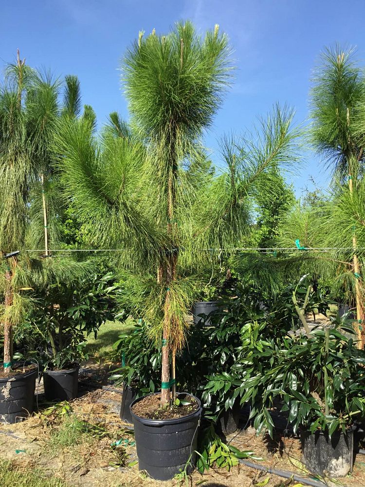 pinus-elliottii-slash-pine