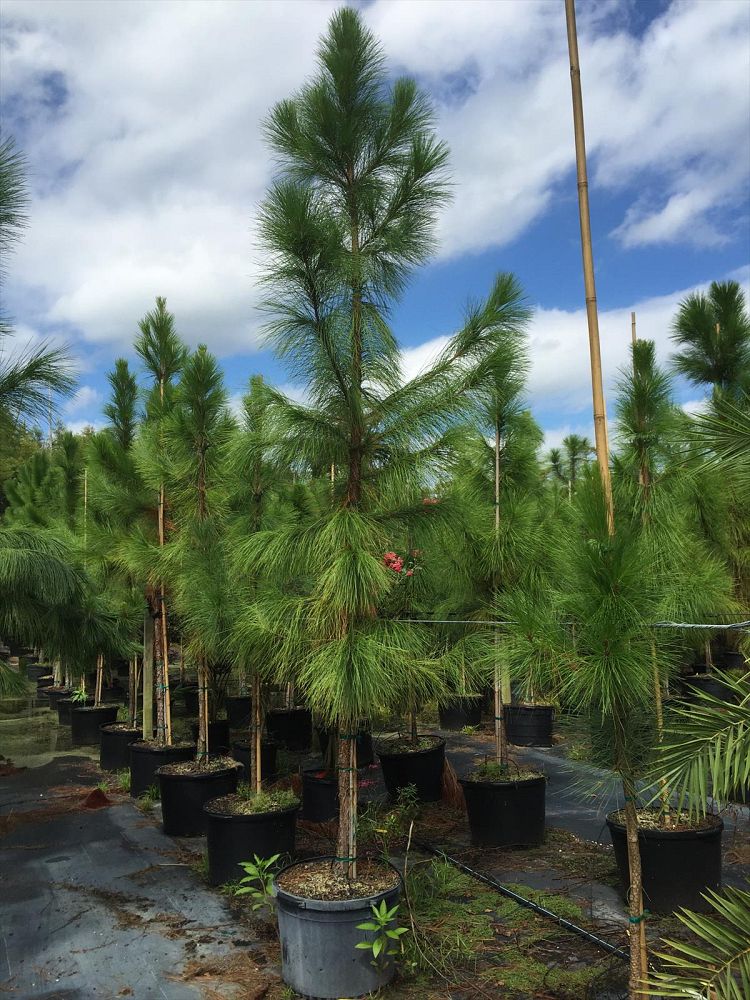 pinus-elliottii-slash-pine