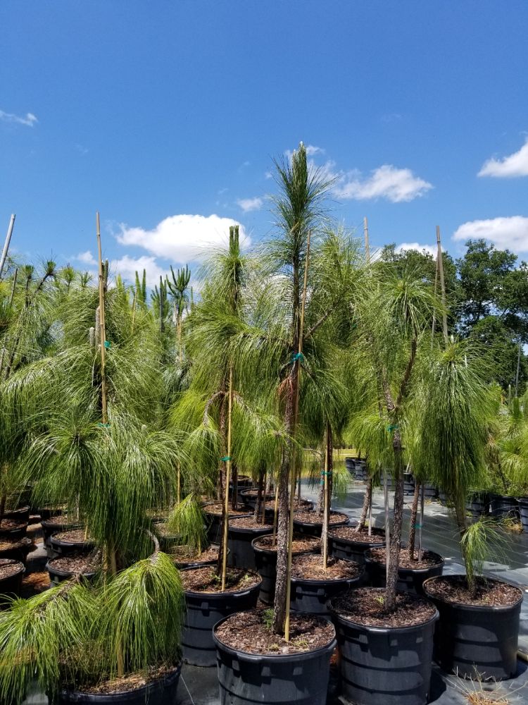 pinus-elliottii-slash-pine