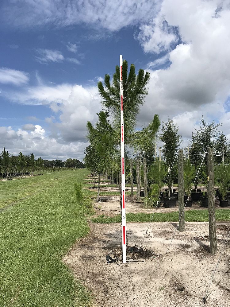 pinus-elliottii-slash-pine
