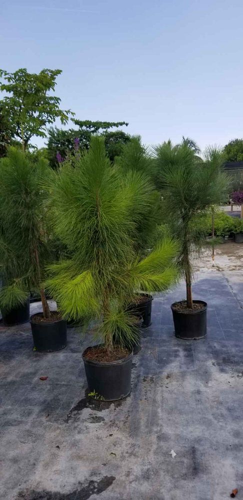 pinus-elliottii-slash-pine