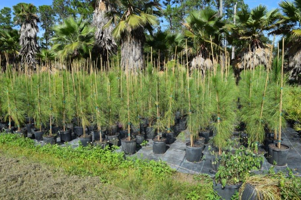 pinus-elliottii-slash-pine
