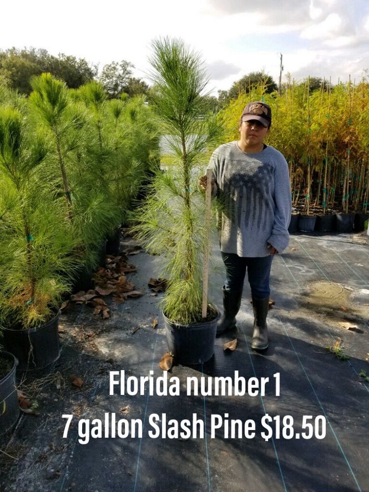 pinus-elliottii-slash-pine