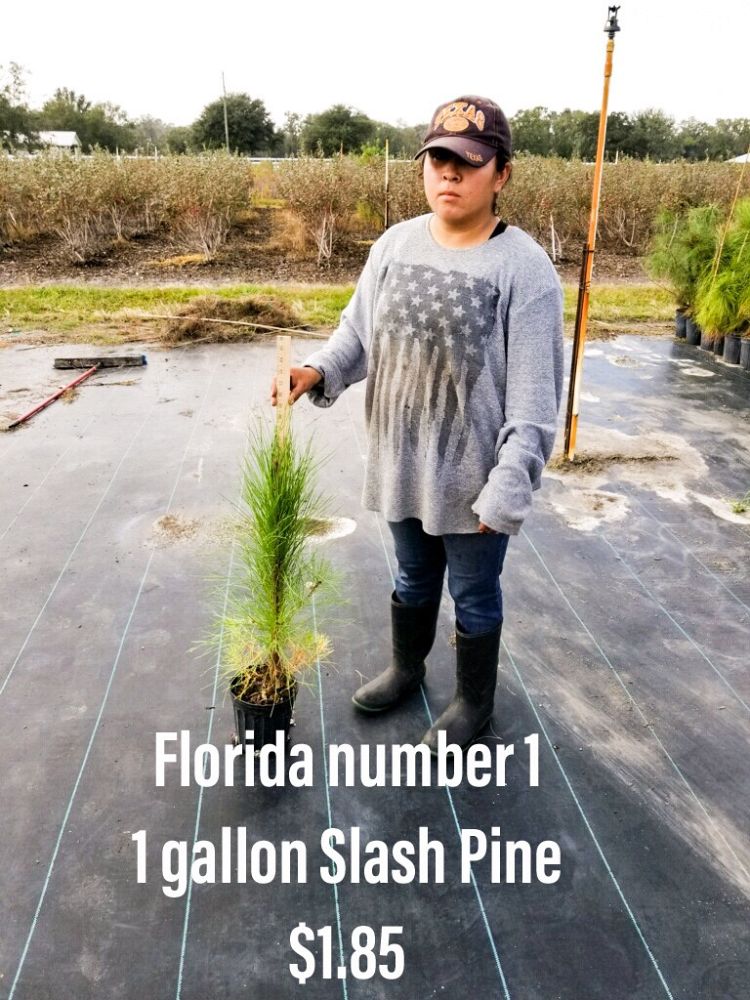 pinus-elliottii-slash-pine