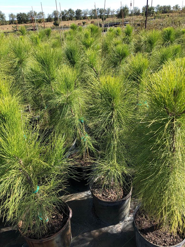 pinus-elliottii-slash-pine