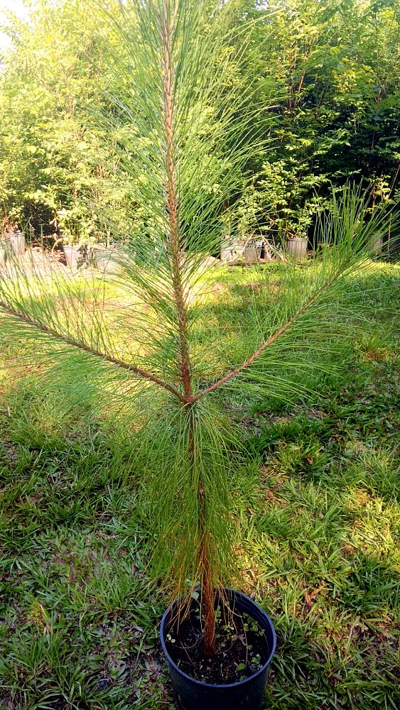 pinus-elliottii-slash-pine
